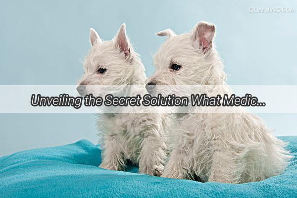 Unveiling the Secret Solution What Medication Should You Give Your Dog for Breast Lumps